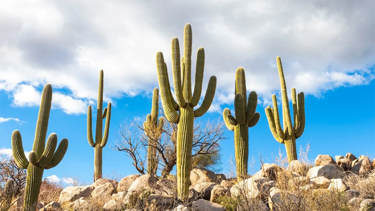 copertina articolo cactus del deserto