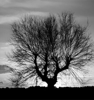 ©marinaandruccioli albero bianco-nero