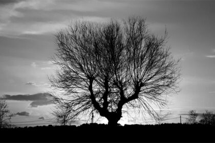 ©marinaandruccioli albero bianco-nero