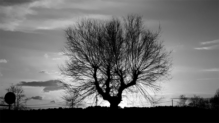 ©marinaandruccioli albero bianco-nero